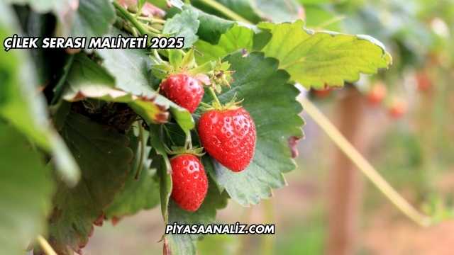 Çilek Serası Maliyeti 2025