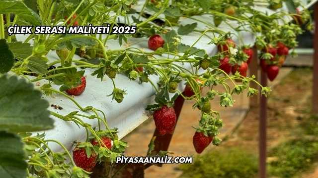 Çilek Serası Maliyeti 2025