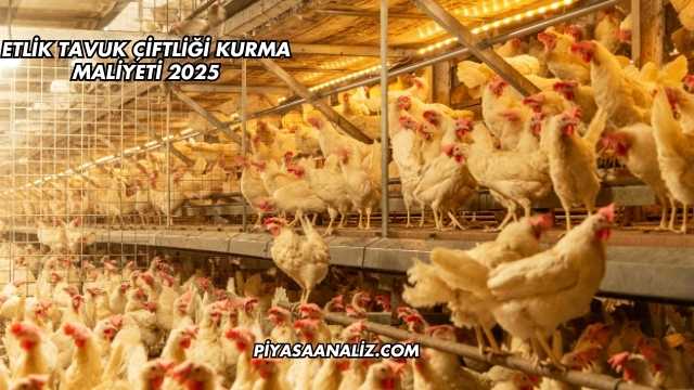 Etlik Tavuk Çiftliği Kurma Maliyeti 2025
