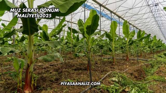 Muz Serası Dönüm Maliyeti 2025