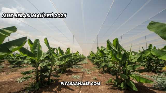 Muz Serası Maliyeti 2025