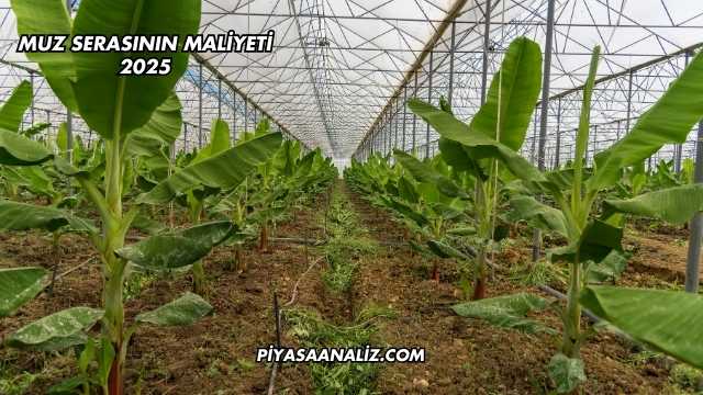 Muz Serasının Maliyeti 2025
