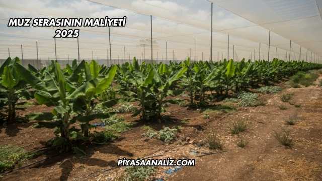 Muz Serasının Maliyeti 2025